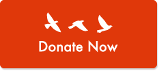 Donate Now